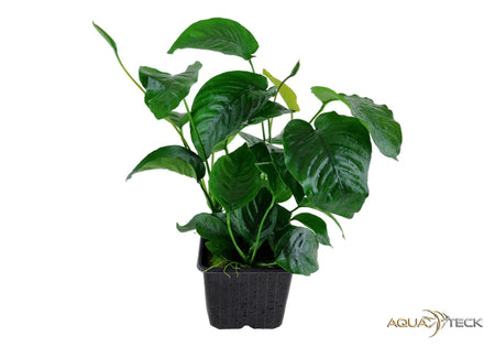 Anubias barteri var. caladiifolia XL image