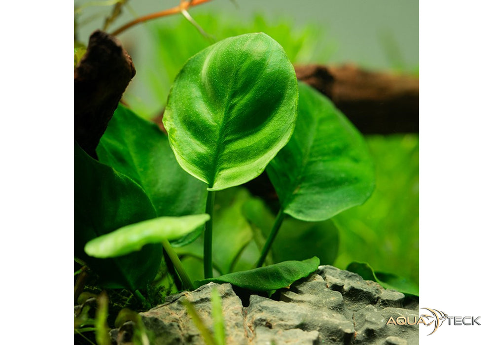 anubias barteri 'Coin Leaf'