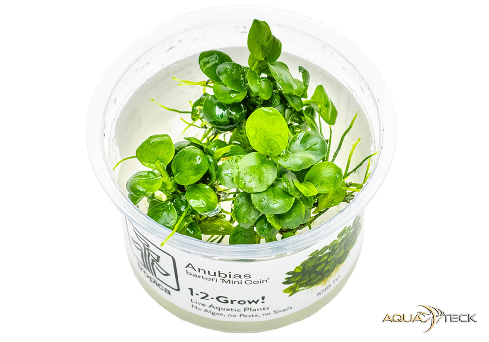 Anubias barteri 'mini coin' (InVitro)