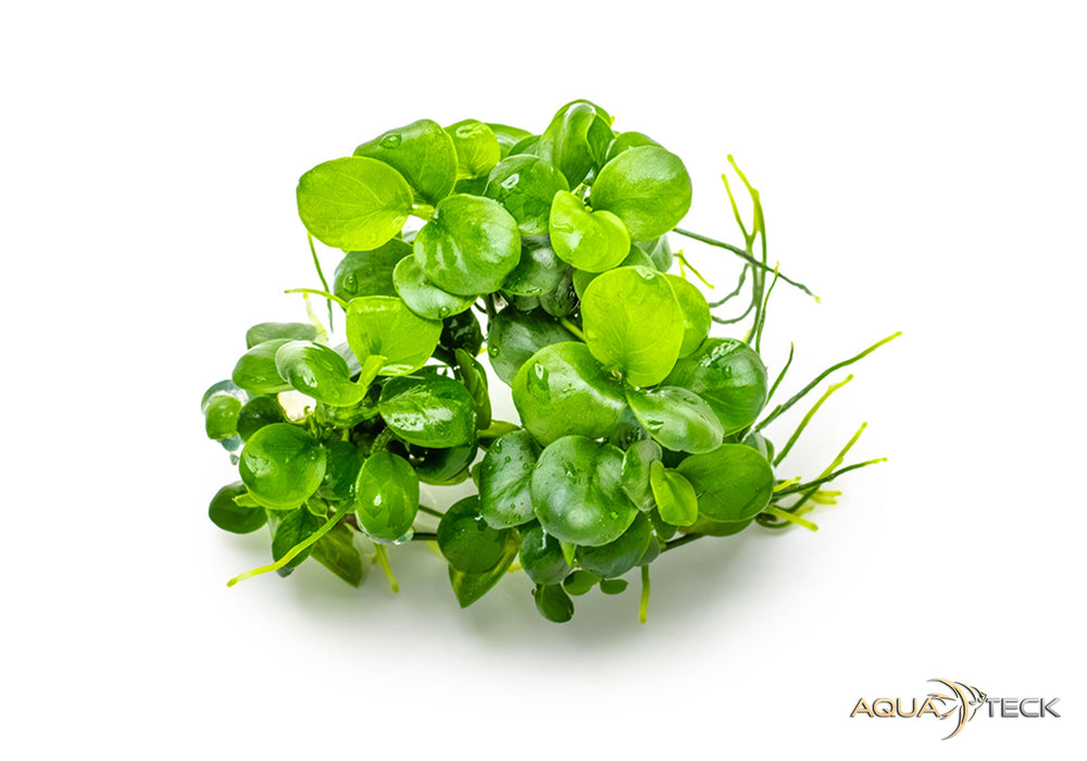 Anubias barteri 'mini coin' (InVitro)