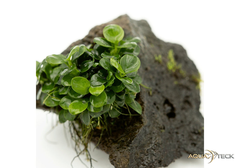 Anubias barteri 'Mini coin' auf Stein