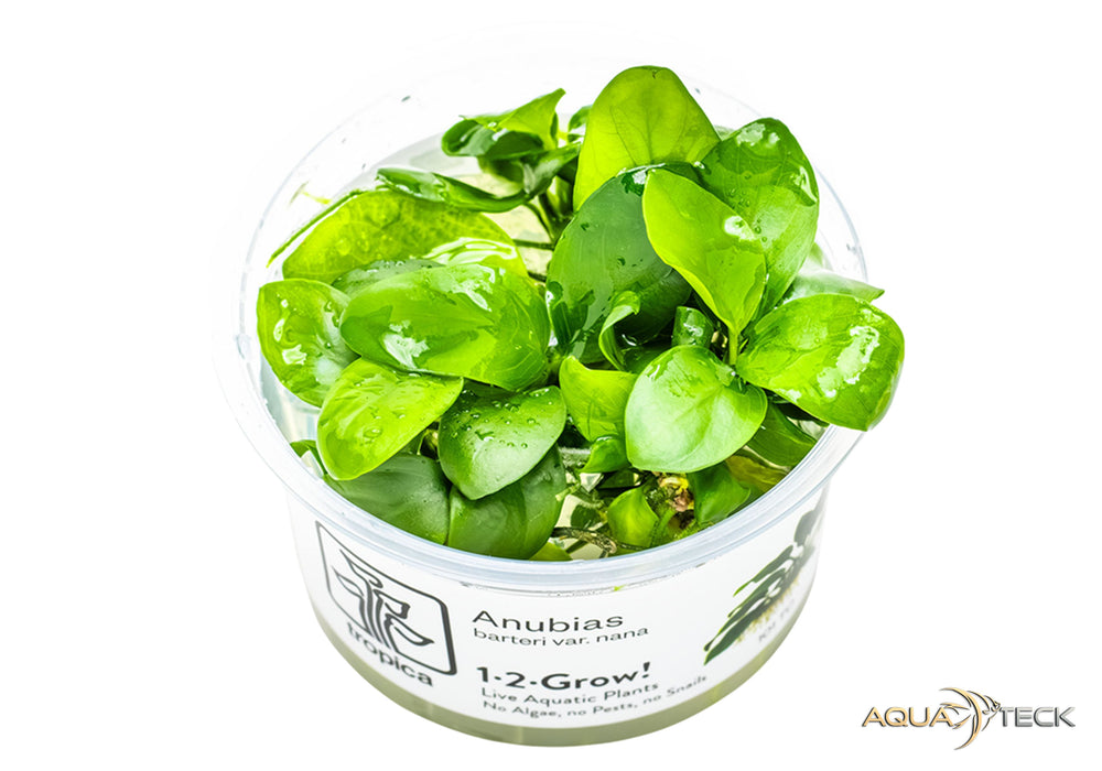 Anubias barteri nana (InVitro)