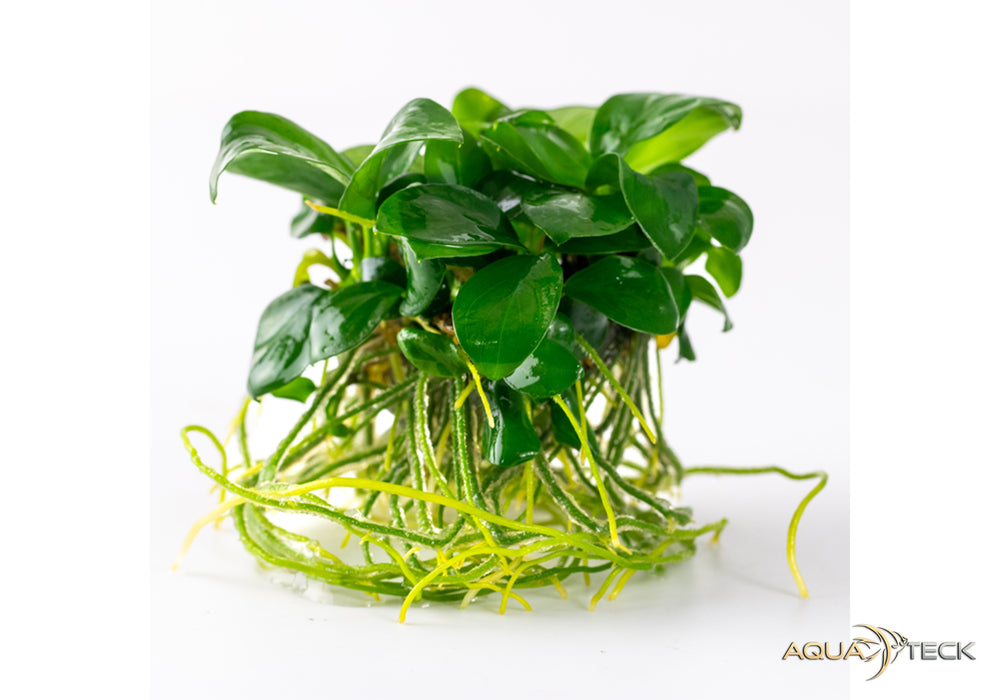 Anubias barteri nana (InVitro)