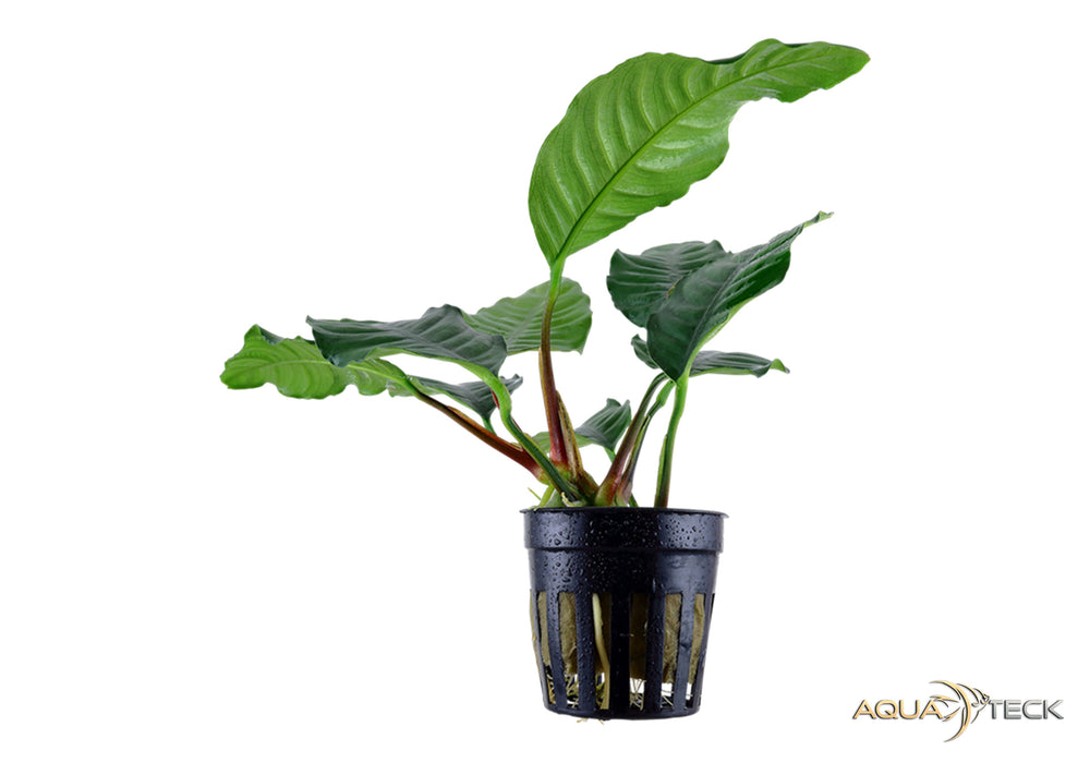 Anubias barteri var. coffeifolia