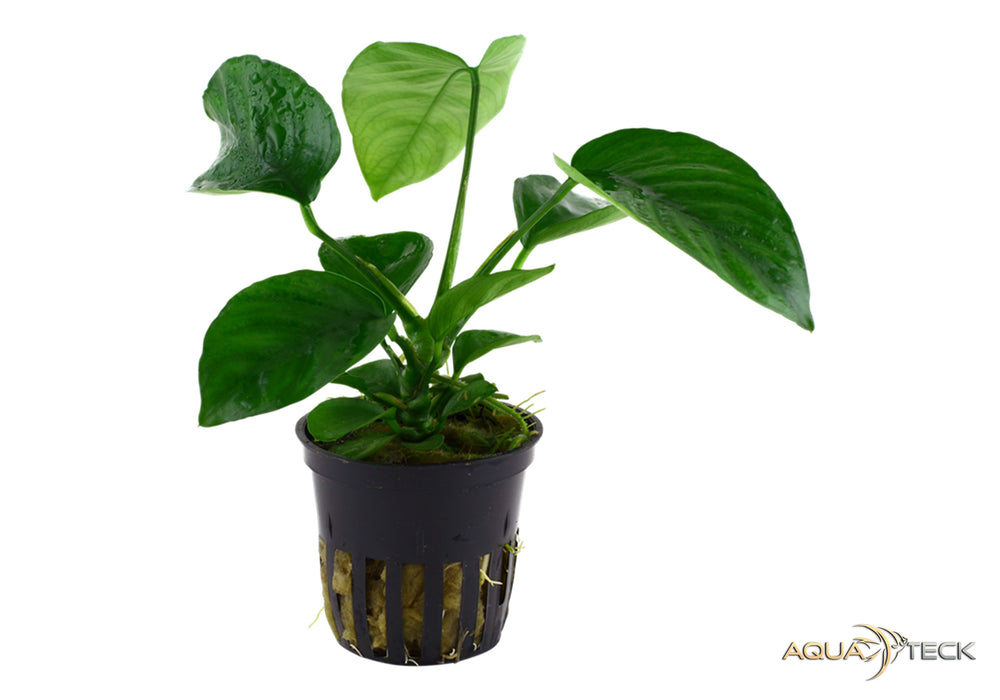 Anubias barteri var. caladiifolia