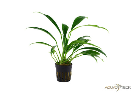 Anubias barteri var. glabra image