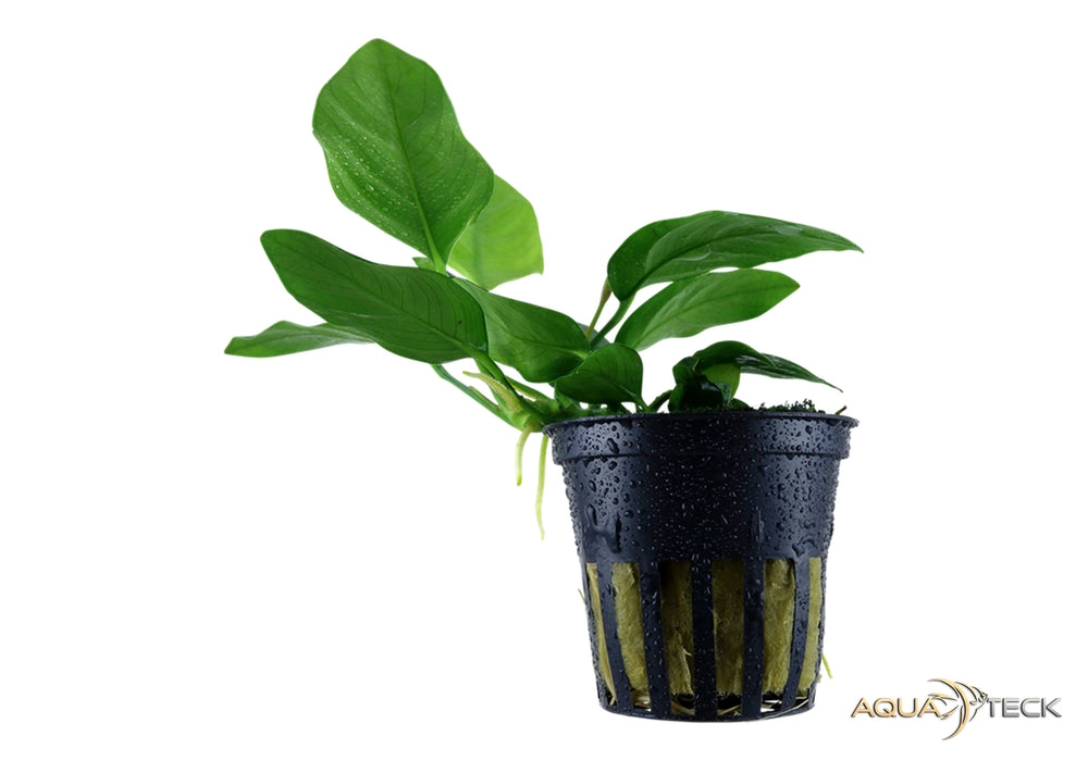 Anubias barteri var. nana