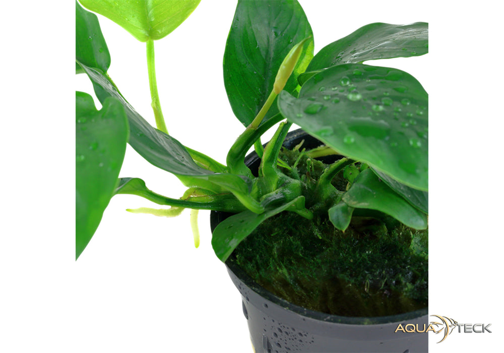 Anubias barteri var. nana