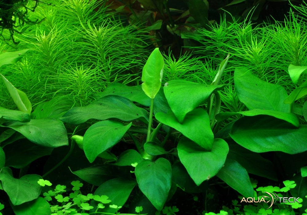 Anubias barteri var. nana 'Large'