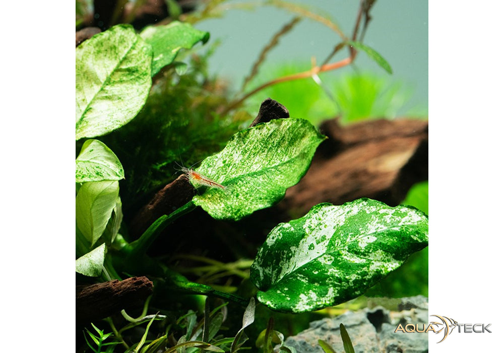 Anubias barteri var. nana 'Pinto'