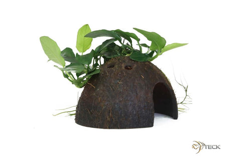 Anubias barteri var. nana auf Kokosnussschale image