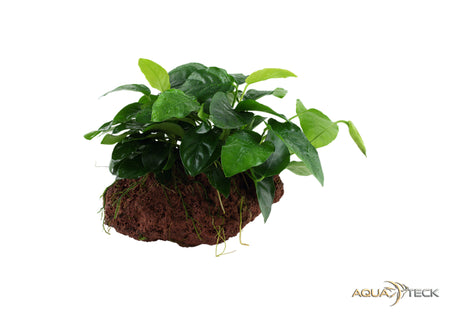 Anubias barteri var. nana auf Lavastein image