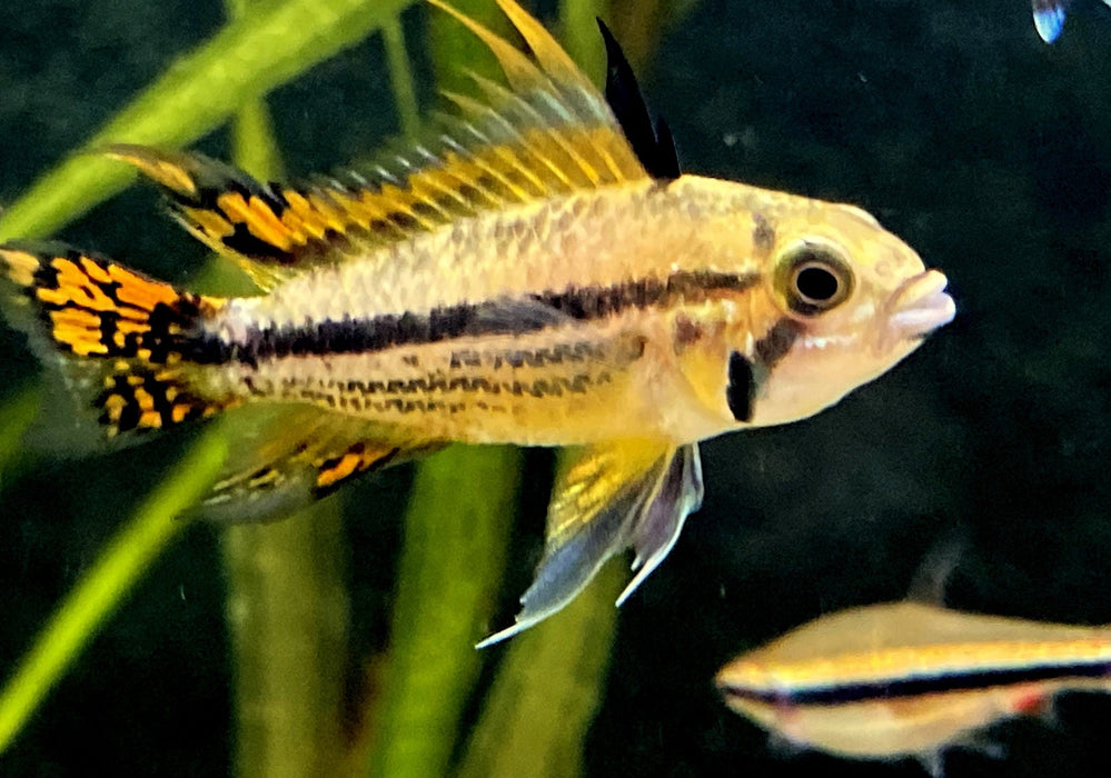 Kakaduzwergbuntbarsch "doppel-rot" - Apistogramma cacatoides