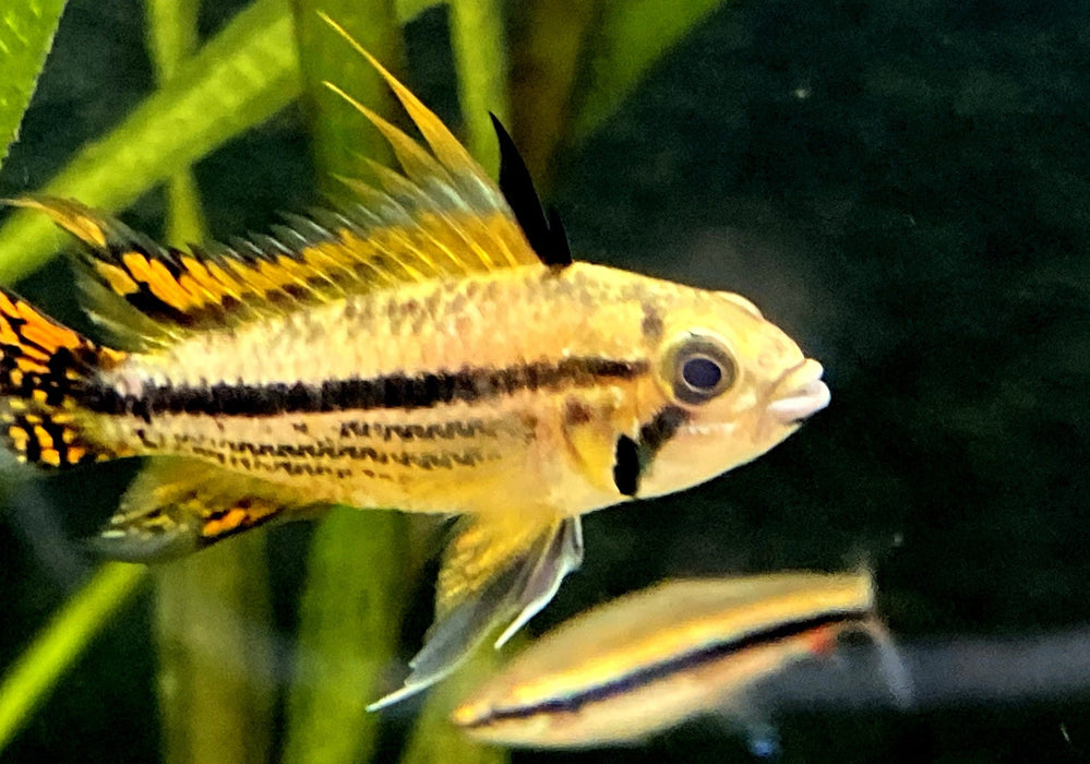 Kakaduzwergbuntbarsch "doppel-rot" - Apistogramma cacatoides