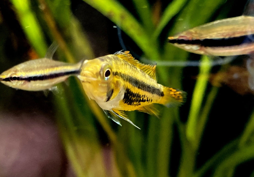 Kakaduzwergbuntbarsch "doppel-rot" - Apistogramma cacatoides