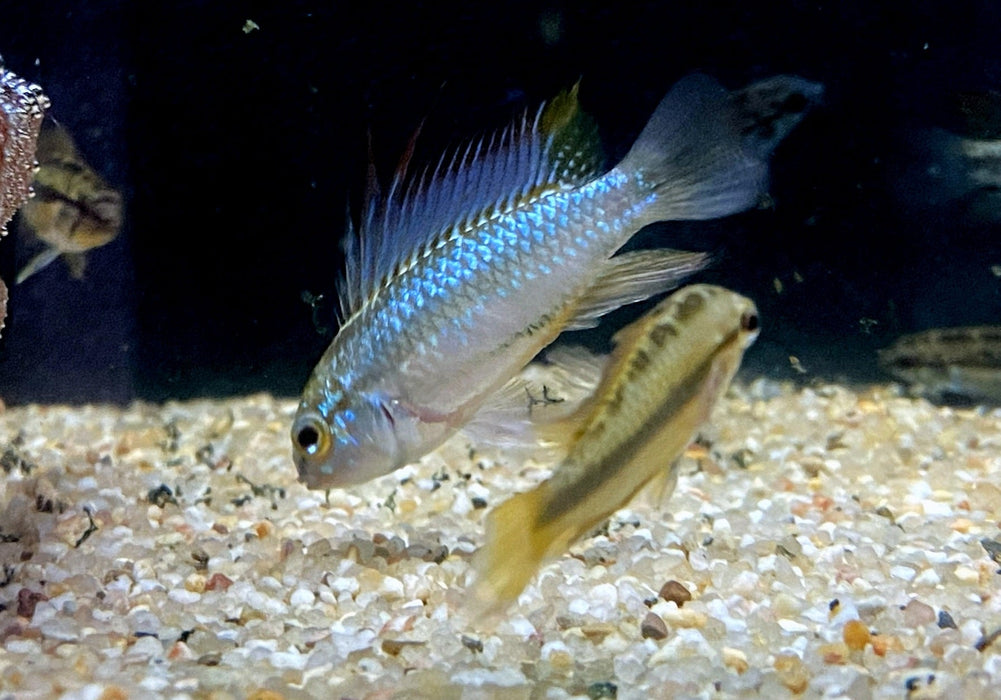 Dreistreifen-Zwergbuntbarsch (L) - Apistogramma trifasciata