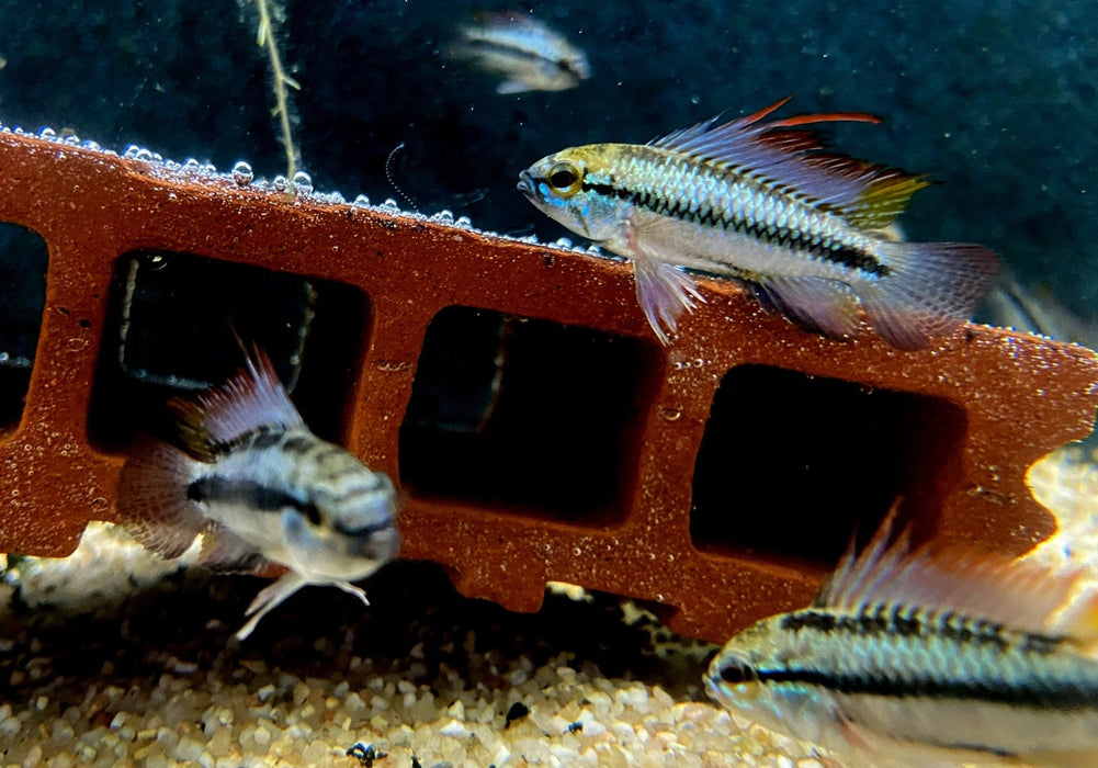 Dreistreifen-Zwergbuntbarsch (L) - Apistogramma trifasciata