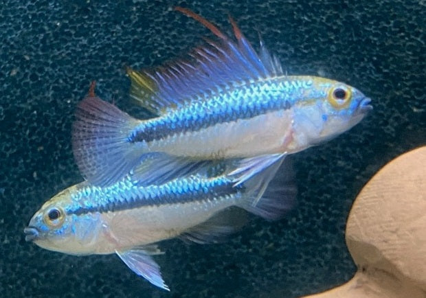 Dreistreifen-Zwergbuntbarsch (L) - Apistogramma trifasciata