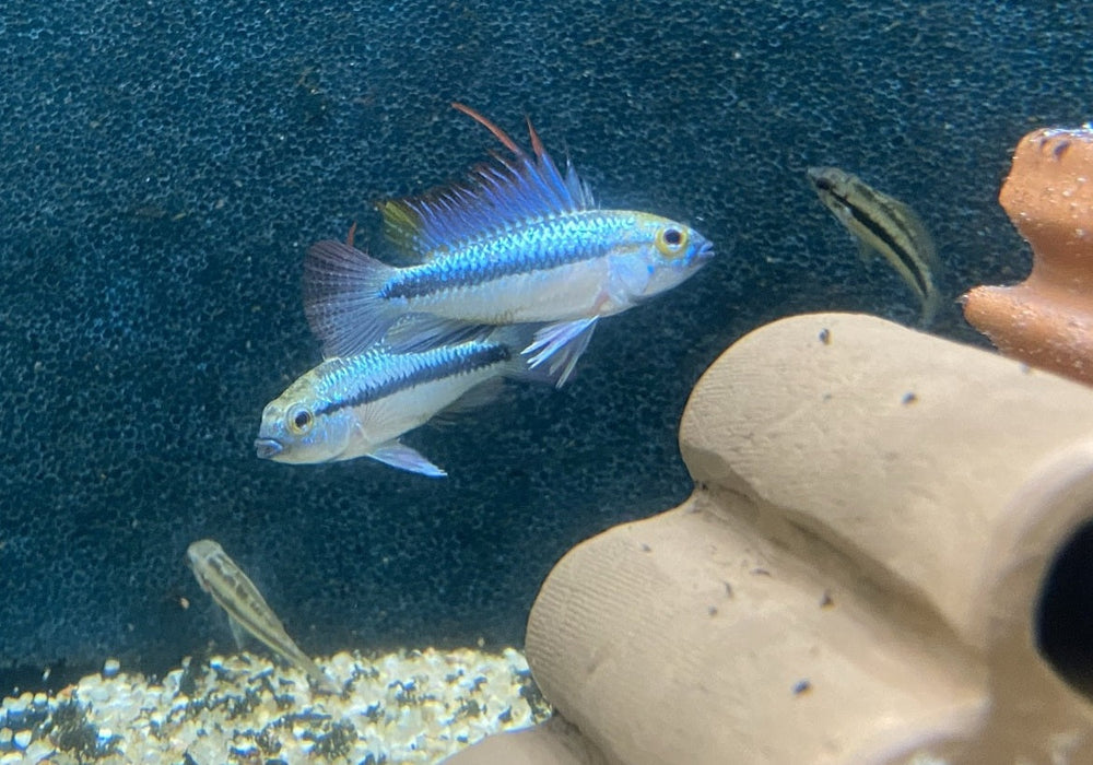 Dreistreifen-Zwergbuntbarsch (L) - Apistogramma trifasciata