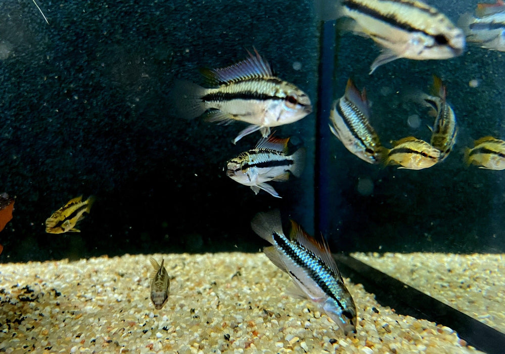 Dreistreifen-Zwergbuntbarsch (L) - Apistogramma trifasciata