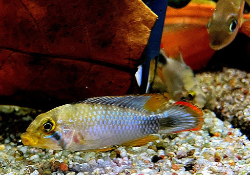 Panduro Zwergbuntbarsch
Apistogramma panduro