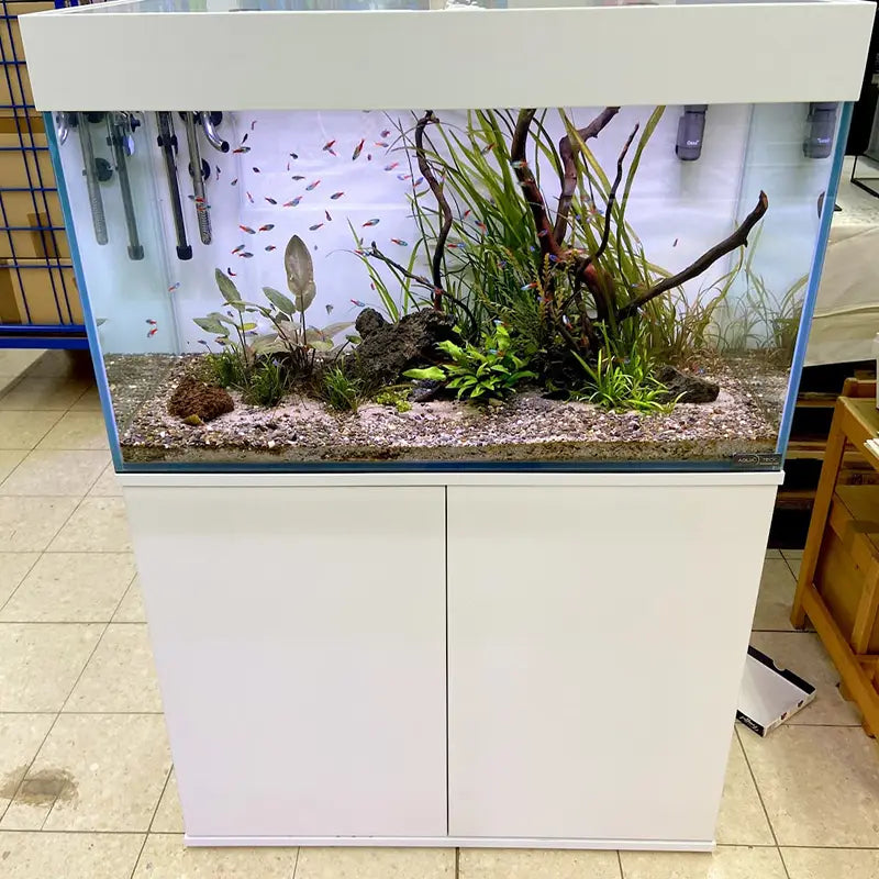 Aquarium mit weißem Unterschrank und Abdeckung, bepflanzt mit Wasserpflanzen, Wurzeln und Steinen auf hellem Kies, mit bunten Zierfischen – AQUA TECK Maßaquarium