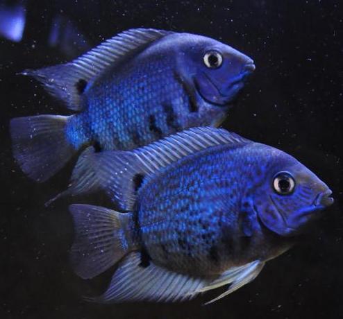 NEU: RARITÄT - Augenfleckbuntbarsch  "Blue Rio Madeira" - Heros sp. "Blue Rio Madeira"