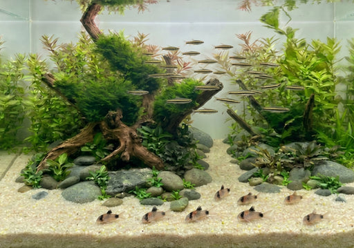 Aquariensand weiß fein (0,3-0,8 mm)