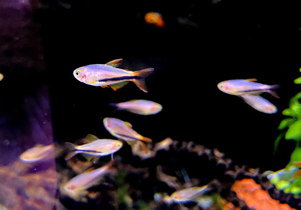Wieder da - Black Arrow Königssalmler - Inpaichthys luizae
