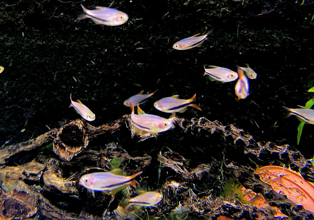 Wieder da - Black Arrow Königssalmler - Inpaichthys luizae