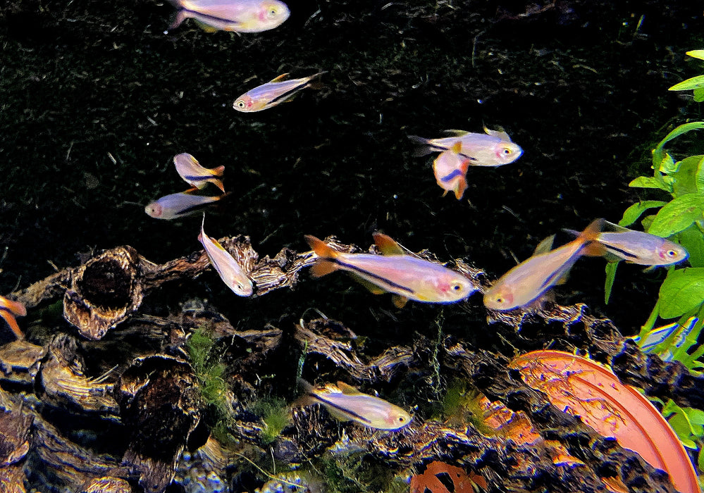 Wieder da - Black Arrow Königssalmler - Inpaichthys luizae