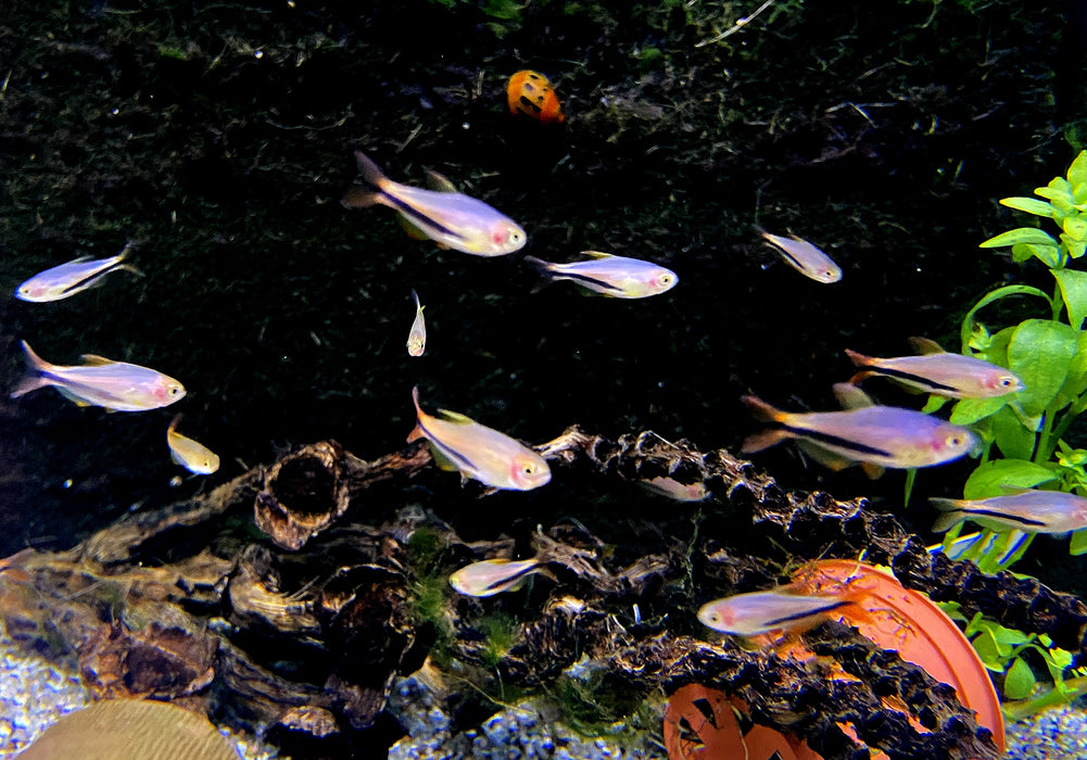 Wieder da - Black Arrow Königssalmler - Inpaichthys luizae