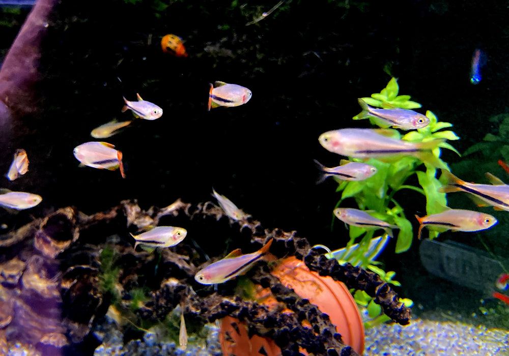 Wieder da - Black Arrow Königssalmler - Inpaichthys luizae