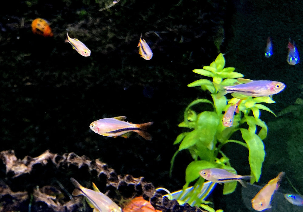 Wieder da - Black Arrow Königssalmler - Inpaichthys luizae