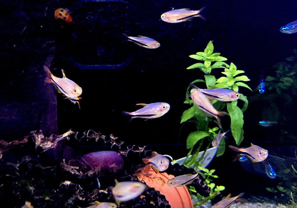 Wieder da - Black Arrow Königssalmler - Inpaichthys luizae