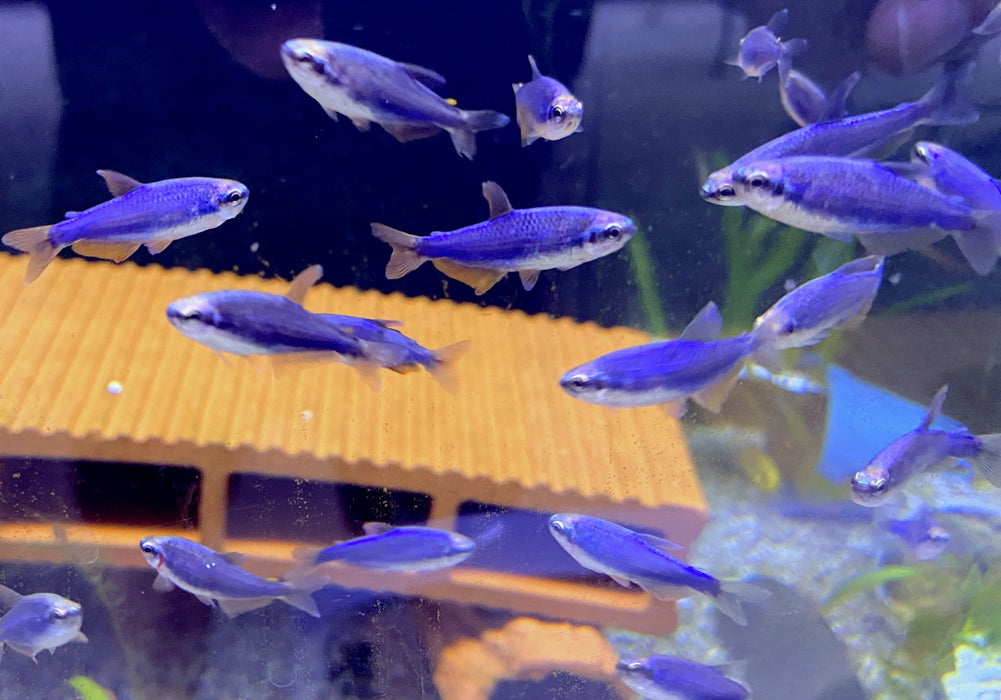 Blauer Königssalmler - Inpaichthys kerri SUPER BLUE
