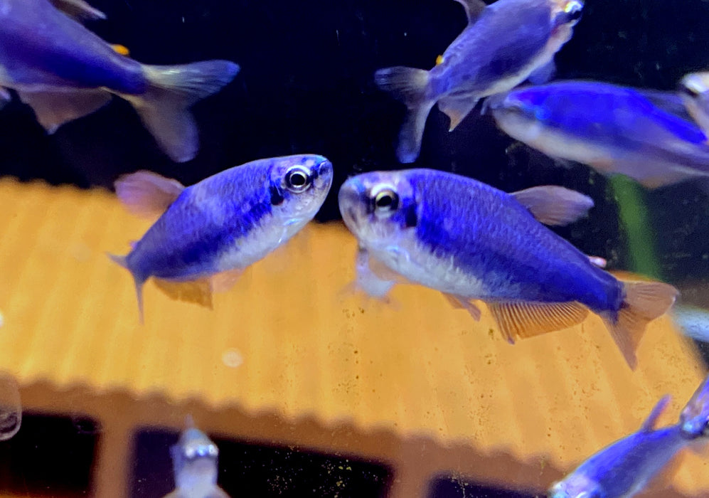 Blauer Königssalmler - Inpaichthys kerri SUPER BLUE