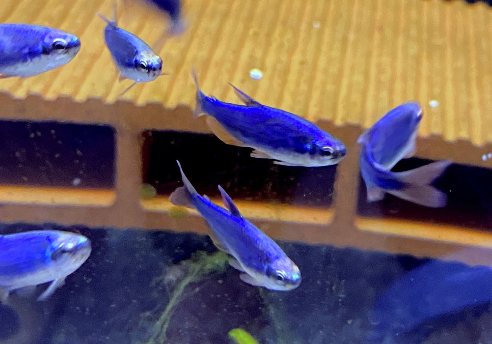Schwarm-Sonderpreis: 20 x Blauer Königssalmler - Inpaichthys kerri SUPER BLUE