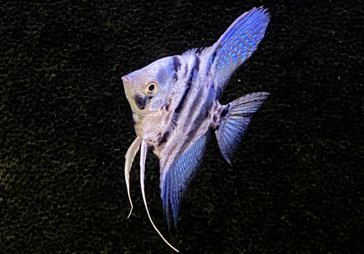 Blauer Marmor-  Blue Marble-Skalar - Pterophyllum scalare