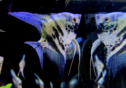 Blauer Marmor-  Blue Marble-Skalar - Pterophyllum scalare