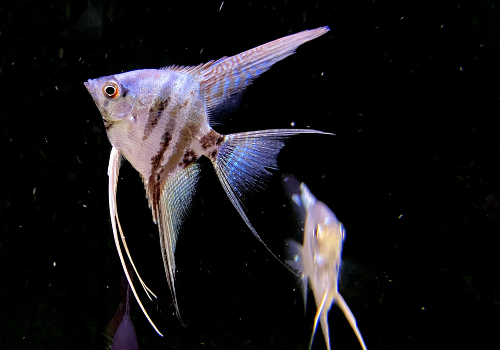 Blauer Marmor-  Blue Marble LYRATAIL Skalar - Pterophyllum scalare