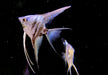 Blauer Marmor-  Blue Marble LYRATAIL Skalar - Pterophyllum scalare
