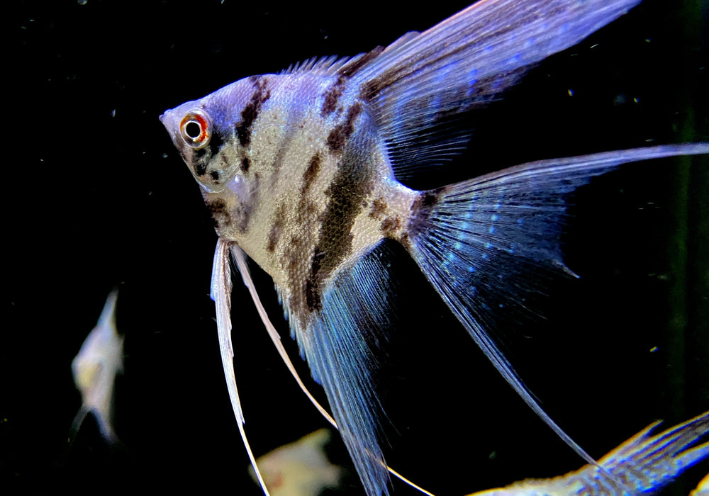 Blauer Marmor-  Blue Marble LYRATAIL Skalar - Pterophyllum scalare