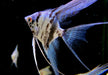 Blauer Marmor-  Blue Marble LYRATAIL Skalar - Pterophyllum scalare