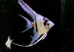 Blauer Marmor-  Blue Marble LYRATAIL Skalar - Pterophyllum scalare