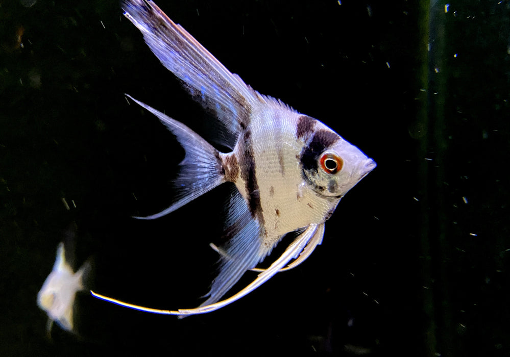 Blauer Marmor-  Blue Marble LYRATAIL Skalar - Pterophyllum scalare