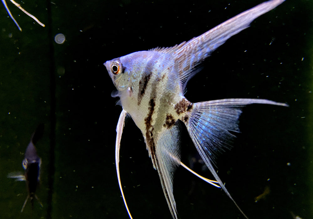 Blauer Marmor-  Blue Marble LYRATAIL Skalar - Pterophyllum scalare