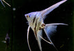 Blauer Marmor-  Blue Marble LYRATAIL Skalar - Pterophyllum scalare