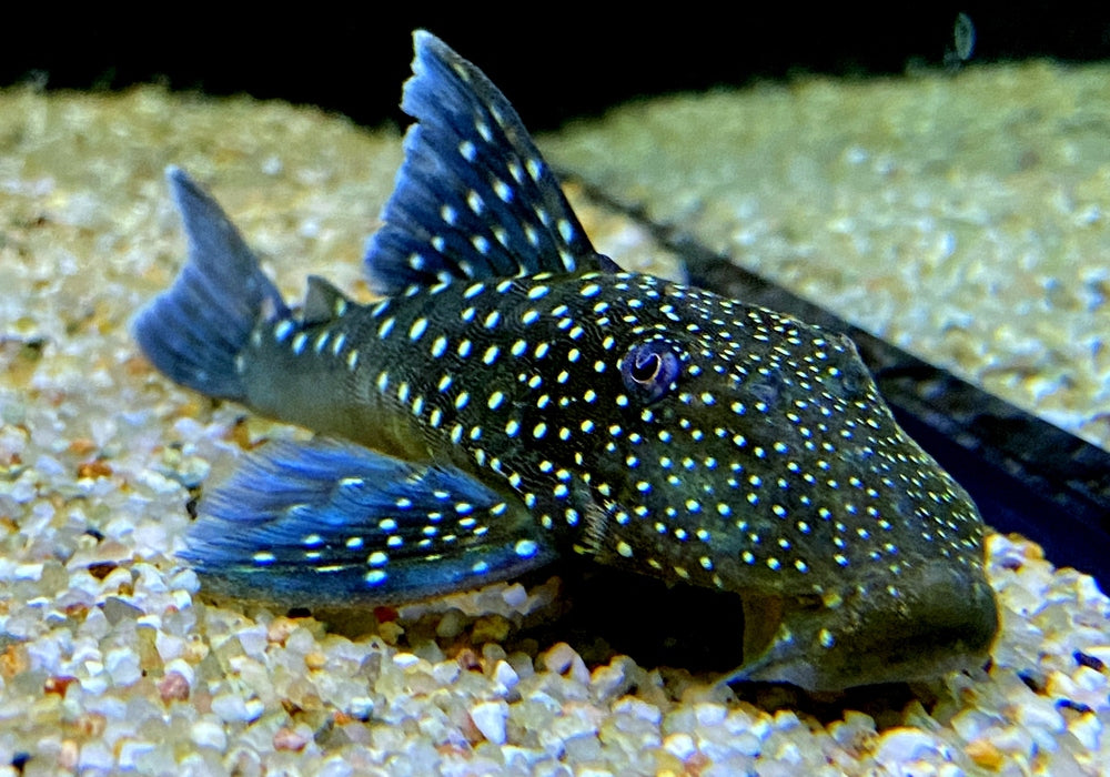 L128 Blauer Phantomwels - Hemiancistrus spec. L128 — AQUA TECK
