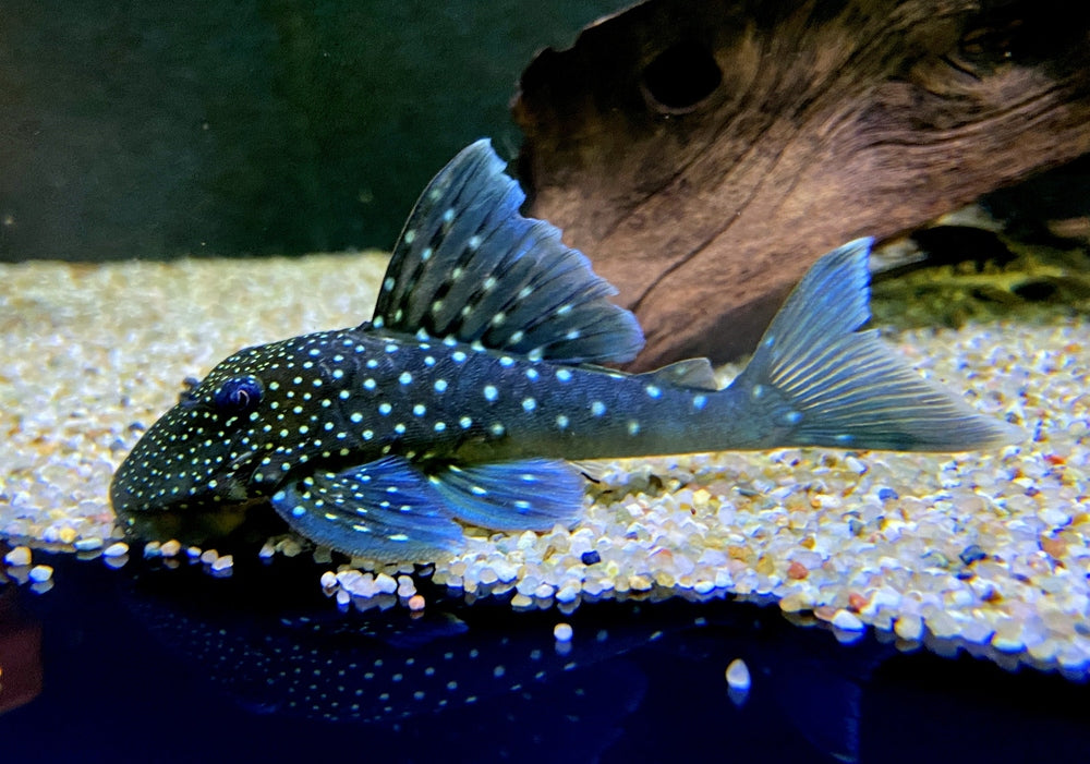 L128 Blauer Phantomwels - Hemiancistrus spec. L128 — AQUA TECK